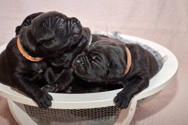 Bir grup yeni doğmuş sevimli Cane Corso yavrusu yan yana uzanıp huzur içinde uyuyorlar. Yavrular, kısa kürklü, tipik buruşuk yüzlü ve koyu renk paltolu saf İtalyan mastoları..