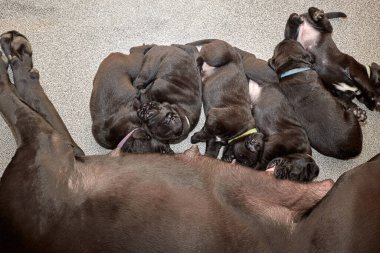 Bir grup yeni doğmuş sevimli Cane Corso yavrusu yan yana uzanıp huzur içinde uyuyorlar. Yavrular, kısa kürklü, tipik buruşuk yüzlü ve koyu renk paltolu saf İtalyan mastoları..
