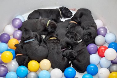 Bir grup yeni doğmuş sevimli Cane Corso yavrusu yan yana uzanıp huzur içinde uyuyorlar. Yavrular, kısa kürklü, tipik buruşuk yüzlü ve koyu renk paltolu saf İtalyan mastoları..