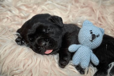 Yeni doğan sevimli Cane Corso yavrusu uzanıp huzur içinde uyuyor. Yavru, kısa saçlı, tipik buruşuk ağızlıklı ve koyu tüylü safkan bir İtalyan Mastiff..