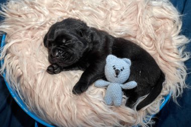 Yeni doğan sevimli Cane Corso yavrusu uzanıp huzur içinde uyuyor. Yavru, kısa saçlı, tipik buruşuk ağızlıklı ve koyu tüylü safkan bir İtalyan Mastiff..