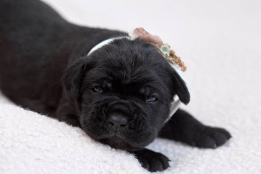 Yeni doğan sevimli Cane Corso yavrusu uzanıp huzur içinde uyuyor. Yavru, kısa saçlı, tipik buruşuk ağızlıklı ve koyu tüylü safkan bir İtalyan Mastiff..