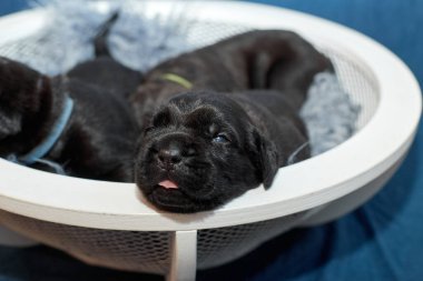 Bir grup yeni doğmuş sevimli Cane Corso yavrusu yan yana uzanıp huzur içinde uyuyorlar. Yavrular, kısa kürklü, tipik buruşuk yüzlü ve koyu renk paltolu saf İtalyan mastoları..