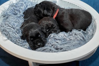 Bir grup yeni doğmuş sevimli Cane Corso yavrusu yan yana uzanıp huzur içinde uyuyorlar. Yavrular, kısa kürklü, tipik buruşuk yüzlü ve koyu renk paltolu saf İtalyan mastoları..