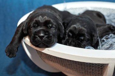 Bir grup yeni doğmuş sevimli Cane Corso yavrusu yan yana uzanıp huzur içinde uyuyorlar. Yavrular, kısa kürklü, tipik buruşuk yüzlü ve koyu renk paltolu saf İtalyan mastoları..