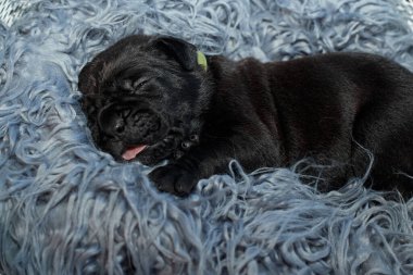 Yeni doğan sevimli Cane Corso yavrusu uzanıp huzur içinde uyuyor. Yavru, kısa saçlı, tipik buruşuk ağızlıklı ve koyu tüylü safkan bir İtalyan Mastiff..