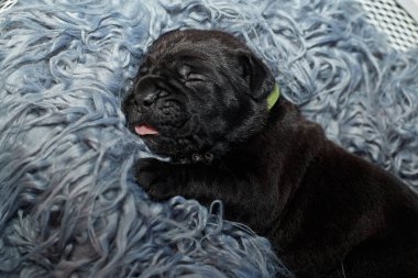 Yeni doğan sevimli Cane Corso yavrusu uzanıp huzur içinde uyuyor. Yavru, kısa saçlı, tipik buruşuk ağızlıklı ve koyu tüylü safkan bir İtalyan Mastiff..