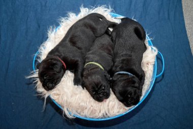Bir grup yeni doğmuş sevimli Cane Corso yavrusu yan yana uzanıp huzur içinde uyuyorlar. Yavrular, kısa kürklü, tipik buruşuk yüzlü ve koyu renk paltolu saf İtalyan mastoları..