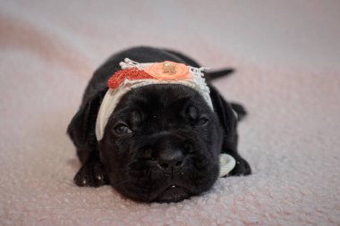 Yeni doğan sevimli Cane Corso yavrusu uzanıp huzur içinde uyuyor. Yavru, kısa saçlı, tipik buruşuk ağızlıklı ve koyu tüylü safkan bir İtalyan Mastiff..