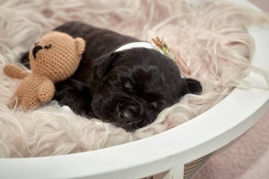 Yeni doğan sevimli Cane Corso yavrusu uzanıp huzur içinde uyuyor. Yavru, kısa saçlı, tipik buruşuk ağızlıklı ve koyu tüylü safkan bir İtalyan Mastiff..