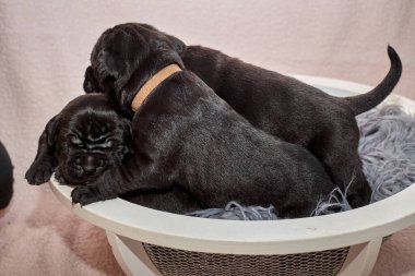 Bir grup yeni doğmuş sevimli Cane Corso yavrusu yan yana uzanıp huzur içinde uyuyorlar. Yavrular, kısa kürklü, tipik buruşuk yüzlü ve koyu renk paltolu saf İtalyan mastoları..