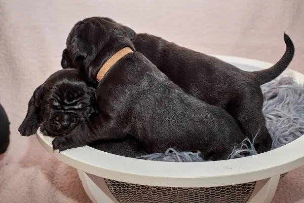 Bir grup yeni doğmuş sevimli Cane Corso yavrusu yan yana uzanıp huzur içinde uyuyorlar. Yavrular, kısa kürklü, tipik buruşuk yüzlü ve koyu renk paltolu saf İtalyan mastoları..