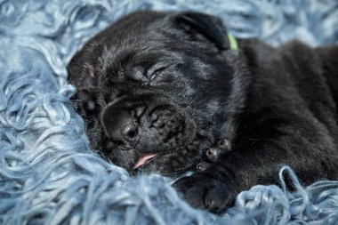 Yeni doğan sevimli Cane Corso yavrusu uzanıp huzur içinde uyuyor. Yavru, kısa saçlı, tipik buruşuk ağızlıklı ve koyu tüylü safkan bir İtalyan Mastiff..
