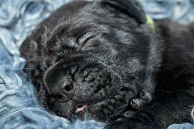 Yeni doğan sevimli Cane Corso yavrusu uzanıp huzur içinde uyuyor. Yavru, kısa saçlı, tipik buruşuk ağızlıklı ve koyu tüylü safkan bir İtalyan Mastiff..