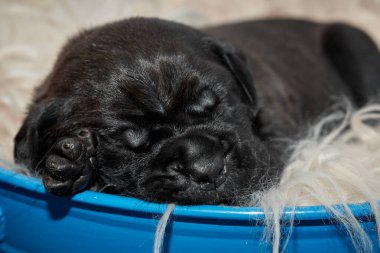 Yeni doğan sevimli Cane Corso yavrusu uzanıp huzur içinde uyuyor. Yavru, kısa saçlı, tipik buruşuk ağızlıklı ve koyu tüylü safkan bir İtalyan Mastiff..