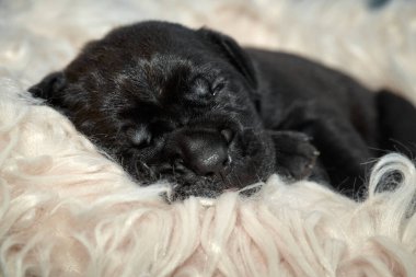 Yeni doğan sevimli Cane Corso yavrusu uzanıp huzur içinde uyuyor. Yavru, kısa saçlı, tipik buruşuk ağızlıklı ve koyu tüylü safkan bir İtalyan Mastiff..