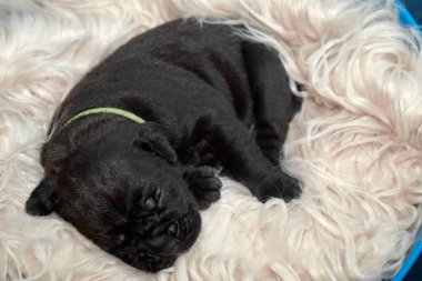 Yeni doğan sevimli Cane Corso yavrusu uzanıp huzur içinde uyuyor. Yavru, kısa saçlı, tipik buruşuk ağızlıklı ve koyu tüylü safkan bir İtalyan Mastiff..