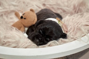 Yeni doğan sevimli Cane Corso yavrusu uzanıp huzur içinde uyuyor. Yavru, kısa saçlı, tipik buruşuk ağızlıklı ve koyu tüylü safkan bir İtalyan Mastiff..