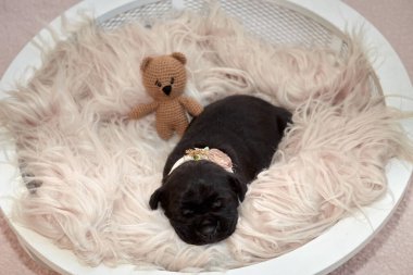 Yeni doğan sevimli Cane Corso yavrusu uzanıp huzur içinde uyuyor. Yavru, kısa saçlı, tipik buruşuk ağızlıklı ve koyu tüylü safkan bir İtalyan Mastiff..