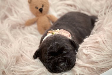 Yeni doğan sevimli Cane Corso yavrusu uzanıp huzur içinde uyuyor. Yavru, kısa saçlı, tipik buruşuk ağızlıklı ve koyu tüylü safkan bir İtalyan Mastiff..