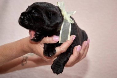 Yeni doğan sevimli Cane Corso yavrusu uzanıp huzur içinde uyuyor. Yavru, kısa saçlı, tipik buruşuk ağızlıklı ve koyu tüylü safkan bir İtalyan Mastiff..