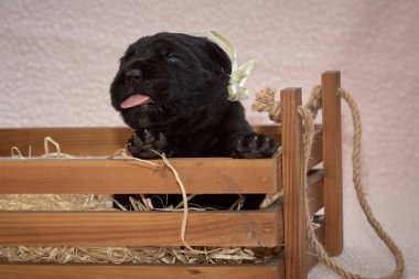 Yeni doğan sevimli Cane Corso yavrusu uzanıp huzur içinde uyuyor. Yavru, kısa saçlı, tipik buruşuk ağızlıklı ve koyu tüylü safkan bir İtalyan Mastiff..