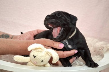 Yeni doğan sevimli Cane Corso yavrusu uzanıp huzur içinde uyuyor. Yavru, kısa saçlı, tipik buruşuk ağızlıklı ve koyu tüylü safkan bir İtalyan Mastiff..