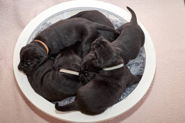 Bir grup yeni doğmuş sevimli Cane Corso yavrusu yan yana uzanıp huzur içinde uyuyorlar. Yavrular, kısa kürklü, tipik buruşuk yüzlü ve koyu renk paltolu saf İtalyan mastoları..