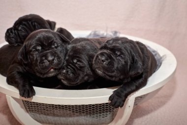 Bir grup yeni doğmuş sevimli Cane Corso yavrusu yan yana uzanıp huzur içinde uyuyorlar. Yavrular, kısa kürklü, tipik buruşuk yüzlü ve koyu renk paltolu saf İtalyan mastoları..