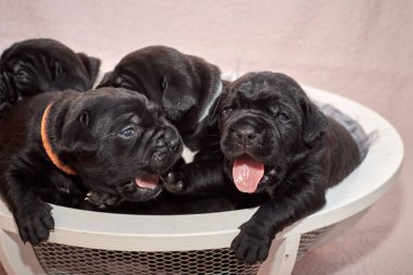 Bir grup yeni doğmuş sevimli Cane Corso yavrusu yan yana uzanıp huzur içinde uyuyorlar. Yavrular, kısa kürklü, tipik buruşuk yüzlü ve koyu renk paltolu saf İtalyan mastoları..