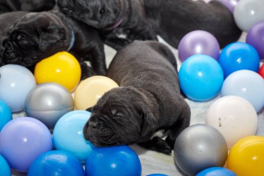 Bir grup yeni doğmuş sevimli Cane Corso yavrusu yan yana uzanıp huzur içinde uyuyorlar. Yavrular, kısa kürklü, tipik buruşuk yüzlü ve koyu renk paltolu saf İtalyan mastoları..