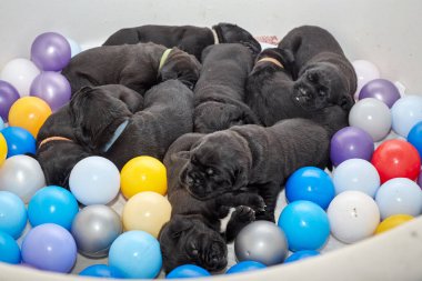 Bir grup yeni doğmuş sevimli Cane Corso yavrusu yan yana uzanıp huzur içinde uyuyorlar. Yavrular, kısa kürklü, tipik buruşuk yüzlü ve koyu renk paltolu saf İtalyan mastoları..