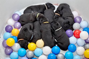 Bir grup yeni doğmuş sevimli Cane Corso yavrusu yan yana uzanıp huzur içinde uyuyorlar. Yavrular, kısa kürklü, tipik buruşuk yüzlü ve koyu renk paltolu saf İtalyan mastoları..