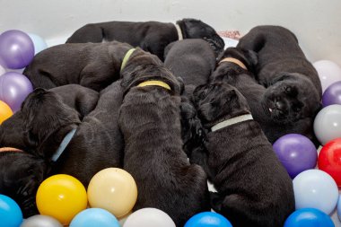 Bir grup yeni doğmuş sevimli Cane Corso yavrusu yan yana uzanıp huzur içinde uyuyorlar. Yavrular, kısa kürklü, tipik buruşuk yüzlü ve koyu renk paltolu saf İtalyan mastoları..