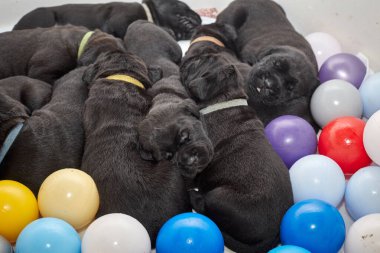 Bir grup yeni doğmuş sevimli Cane Corso yavrusu yan yana uzanıp huzur içinde uyuyorlar. Yavrular, kısa kürklü, tipik buruşuk yüzlü ve koyu renk paltolu saf İtalyan mastoları..