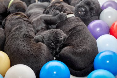 Bir grup yeni doğmuş sevimli Cane Corso yavrusu yan yana uzanıp huzur içinde uyuyorlar. Yavrular, kısa kürklü, tipik buruşuk yüzlü ve koyu renk paltolu saf İtalyan mastoları..