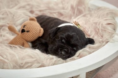 Yeni doğan sevimli Cane Corso yavrusu uzanıp huzur içinde uyuyor. Yavru, kısa saçlı, tipik buruşuk ağızlıklı ve koyu tüylü safkan bir İtalyan Mastiff..