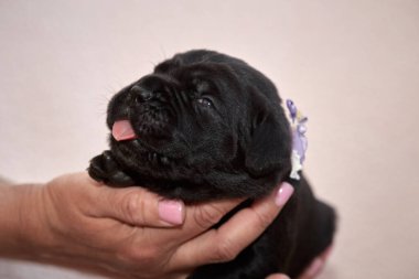 Yeni doğan sevimli Cane Corso yavrusu uzanıp huzur içinde uyuyor. Yavru, kısa saçlı, tipik buruşuk ağızlıklı ve koyu tüylü safkan bir İtalyan Mastiff..