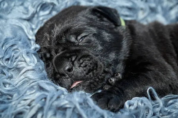 Yeni doğan sevimli Cane Corso yavrusu uzanıp huzur içinde uyuyor. Yavru, kısa saçlı, tipik buruşuk ağızlıklı ve koyu tüylü safkan bir İtalyan Mastiff..
