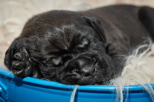 Yeni doğan sevimli Cane Corso yavrusu uzanıp huzur içinde uyuyor. Yavru, kısa saçlı, tipik buruşuk ağızlıklı ve koyu tüylü safkan bir İtalyan Mastiff..