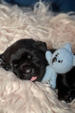 Yeni doğan sevimli Cane Corso yavrusu uzanıp huzur içinde uyuyor. Yavru, kısa saçlı, tipik buruşuk ağızlıklı ve koyu tüylü safkan bir İtalyan Mastiff..