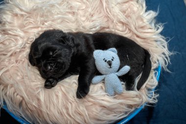 Yeni doğan sevimli Cane Corso yavrusu uzanıp huzur içinde uyuyor. Yavru, kısa saçlı, tipik buruşuk ağızlıklı ve koyu tüylü safkan bir İtalyan Mastiff..