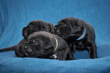 Bir grup yeni doğmuş sevimli Cane Corso yavrusu yan yana uzanıp huzur içinde uyuyorlar. Yavrular, kısa kürklü, tipik buruşuk yüzlü ve koyu renk paltolu saf İtalyan mastoları..