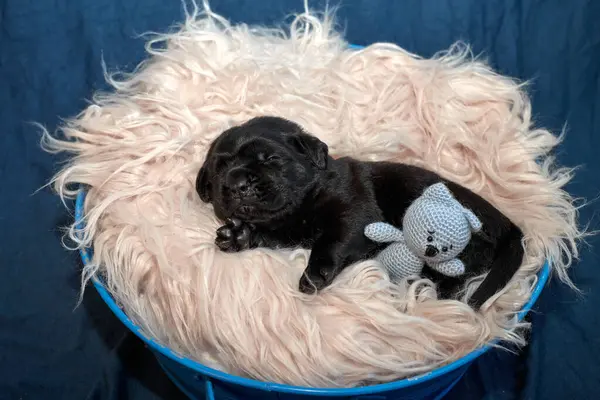 Yeni doğan sevimli Cane Corso yavrusu uzanıp huzur içinde uyuyor. Yavru, kısa saçlı, tipik buruşuk ağızlıklı ve koyu tüylü safkan bir İtalyan Mastiff..