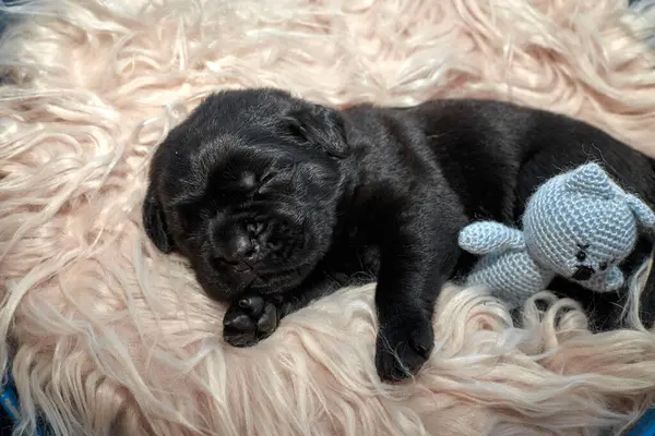 Yeni doğan sevimli Cane Corso yavrusu uzanıp huzur içinde uyuyor. Yavru, kısa saçlı, tipik buruşuk ağızlıklı ve koyu tüylü safkan bir İtalyan Mastiff..