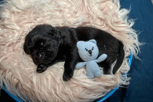 Yeni doğan sevimli Cane Corso yavrusu uzanıp huzur içinde uyuyor. Yavru, kısa saçlı, tipik buruşuk ağızlıklı ve koyu tüylü safkan bir İtalyan Mastiff..