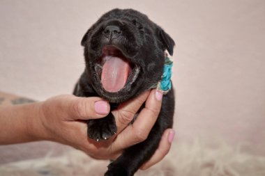 Yeni doğan sevimli Cane Corso yavrusu uzanıp huzur içinde uyuyor. Yavru, kısa saçlı, tipik buruşuk ağızlıklı ve koyu tüylü safkan bir İtalyan Mastiff..