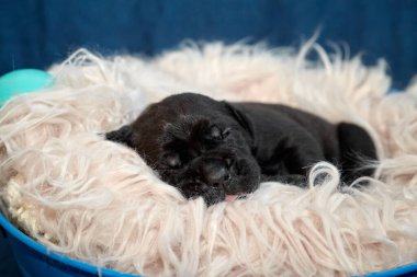 Yeni doğan sevimli Cane Corso yavrusu uzanıp huzur içinde uyuyor. Yavru, kısa saçlı, tipik buruşuk ağızlıklı ve koyu tüylü safkan bir İtalyan Mastiff..