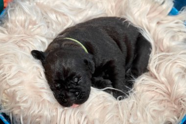 Yeni doğan sevimli Cane Corso yavrusu uzanıp huzur içinde uyuyor. Yavru, kısa saçlı, tipik buruşuk ağızlıklı ve koyu tüylü safkan bir İtalyan Mastiff..