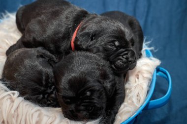 Bir grup yeni doğmuş sevimli Cane Corso yavrusu yan yana uzanıp huzur içinde uyuyorlar. Yavrular, kısa kürklü, tipik buruşuk yüzlü ve koyu renk paltolu saf İtalyan mastoları..